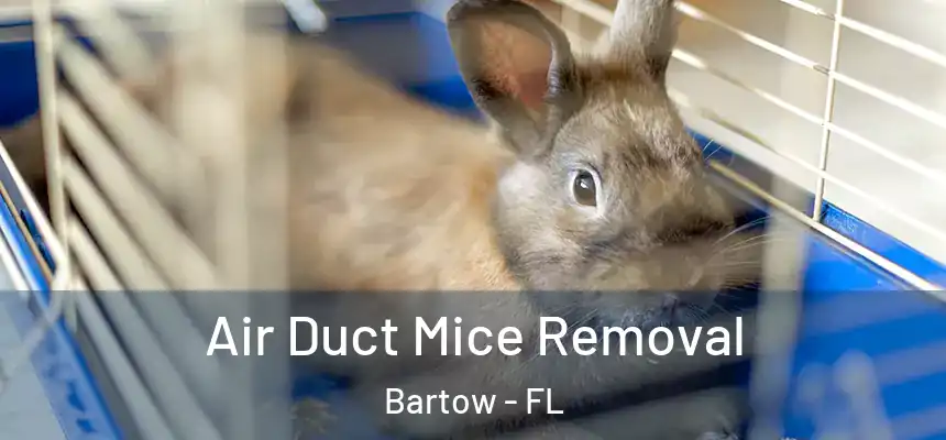 Air Duct Mice Removal Bartow - FL
